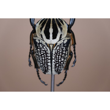 Goliathus orientalis dome