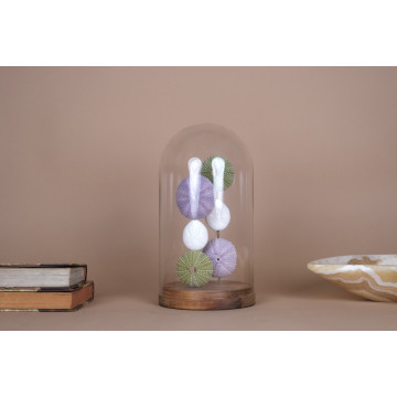 Sea urchins glass dome