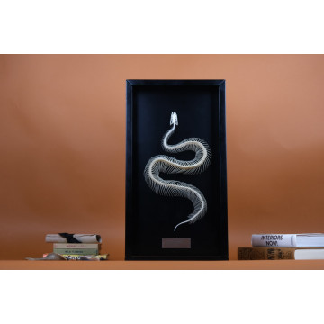 Python regius snake