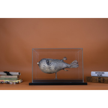 Takifugu pufferfish