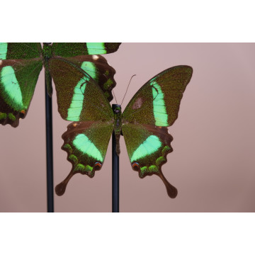 Papilio palinurus vitrine