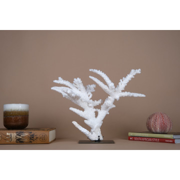 Acropora florida - Branch...