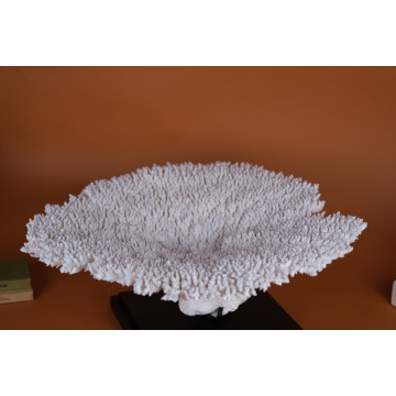 Acropora hyacinthus coral