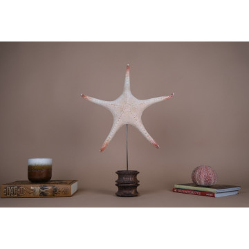Superbus sea star