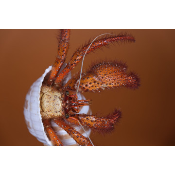 Red hermit crab