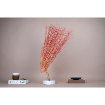Ellisella sea fan