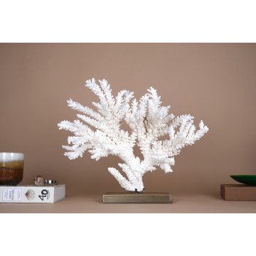 Acropora florida - Branch...