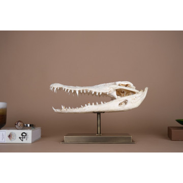 Crocodylus siamensis skull