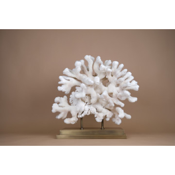 Pocillopora eydouxi coral -...