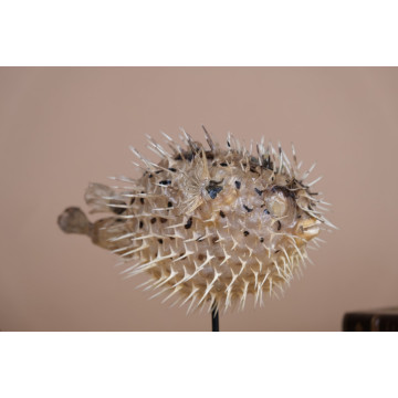 Balloon Fish