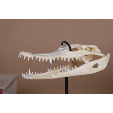 Crocodylus siamensis mini...