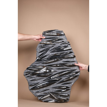 Polished orthoceras slab