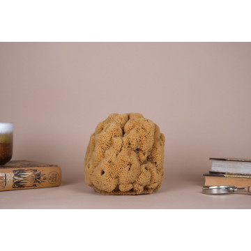Brown Hardhead Sponge