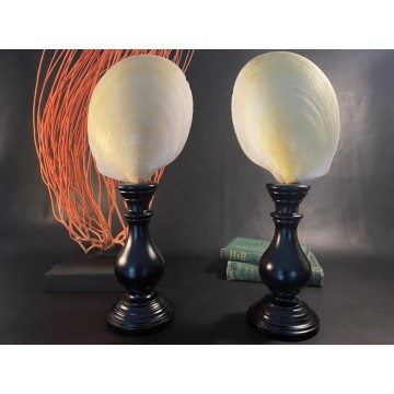 Acesta philippinarum