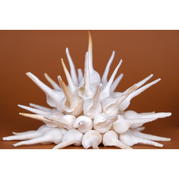 Fusinus colus Starburst