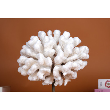 Pocillopora eydouxi coral