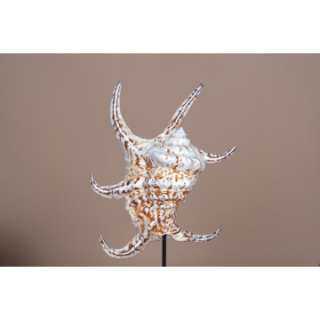 Lambis chiragra - spider shell