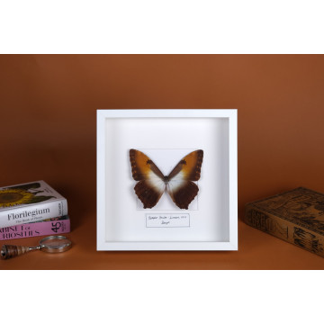 Morpho hecuba frame