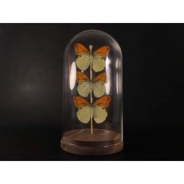 Hebomoia leucippe dome