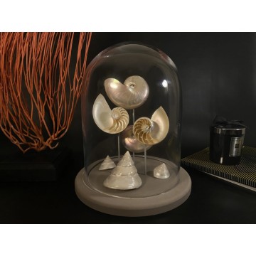 Nautilus and Trochus dome