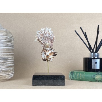 Spondylus ducalis on a...