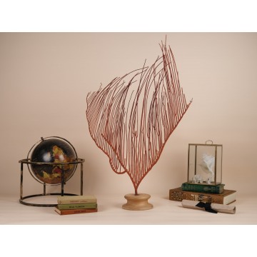 Ctenocella Pectinata - Sea fan