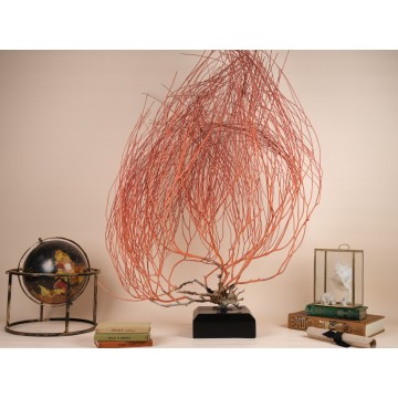 Elisella sp. - Broome Sea fan