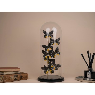 Delias belladonna dome