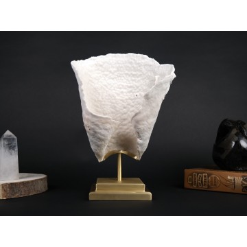 Coral Turbinaria reniformis