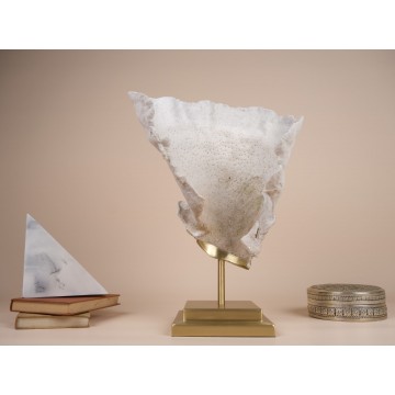 Turbinaria Reniformis Coral