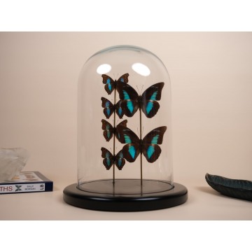 Doxocopa cherubina and...