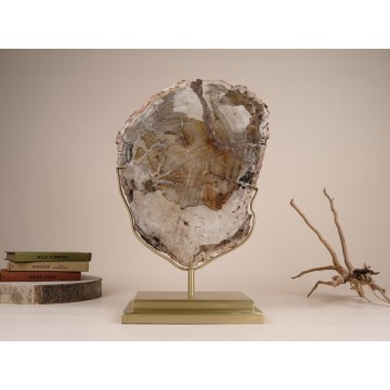 Petrified tree slice