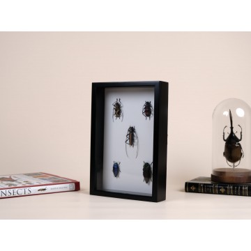 Five Coleoptera frame