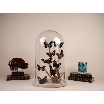 Butterflies from Peru dome