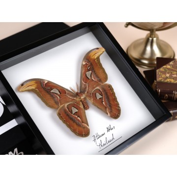 Attacus atlas frame