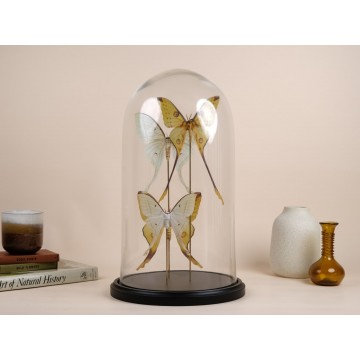 Argema mittrei and  Actias...