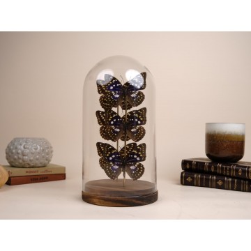 Sazakia charonda and Lexias...