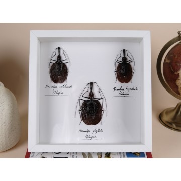 Violin Insects Mormolyce frame