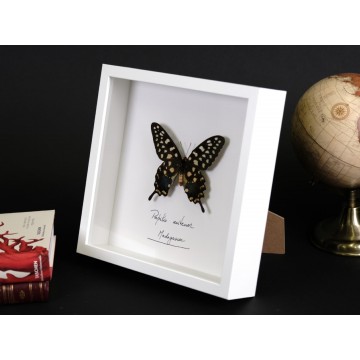 Papilio antenor frame