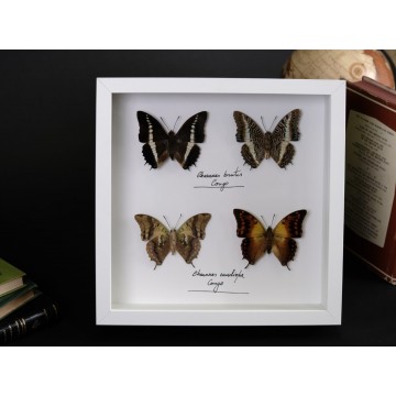 Charaxes brutus and...