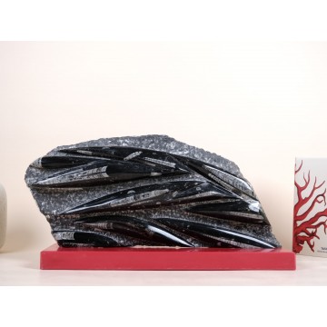 Polished Orthoceras slab