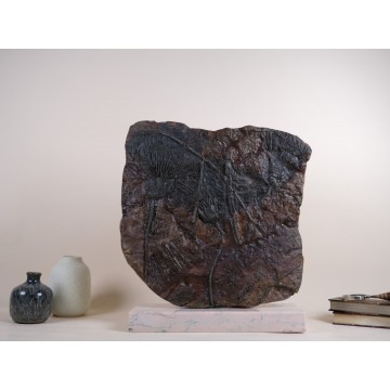 Fossil Crinoid -...