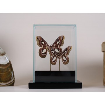 Rothschildia jacobaea vitrine