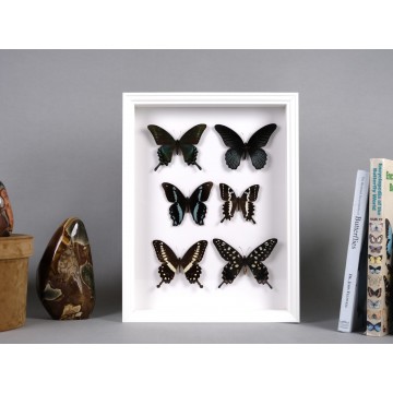 Papilio family frame