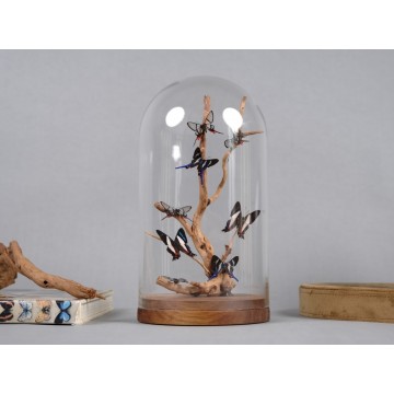 Chorinea faunus, Rethus...