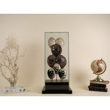 Polished Haliotis...