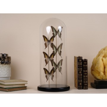 Graphium codrus and...