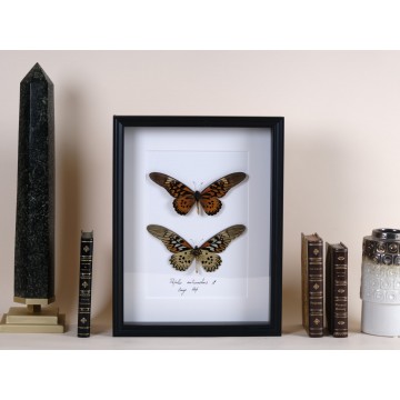 Papilio antimachus frame