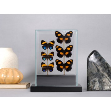 Callicore lyca and...