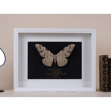 Thysania agrippina frame